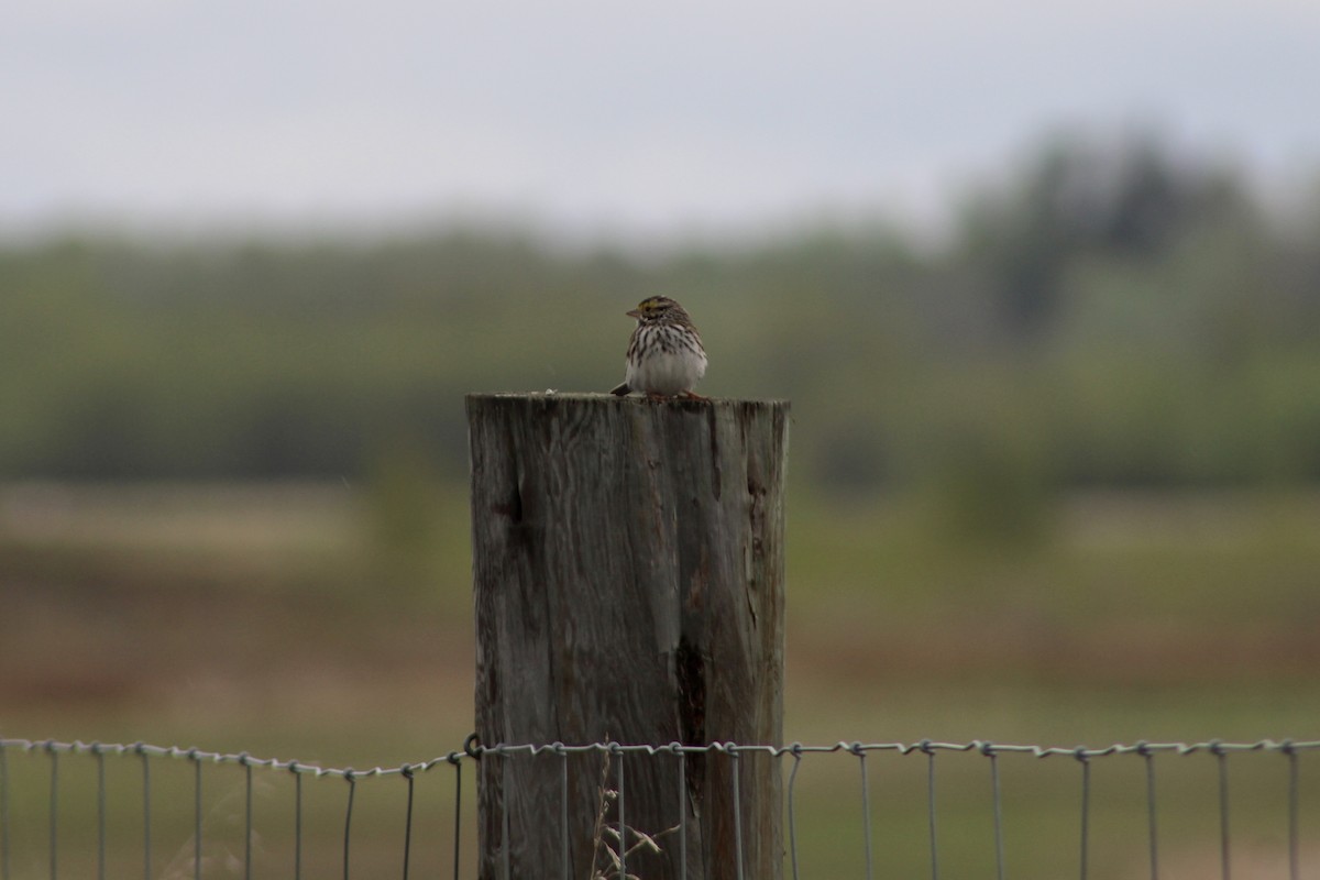 Savannah Sparrow (Savannah) - ML619361528