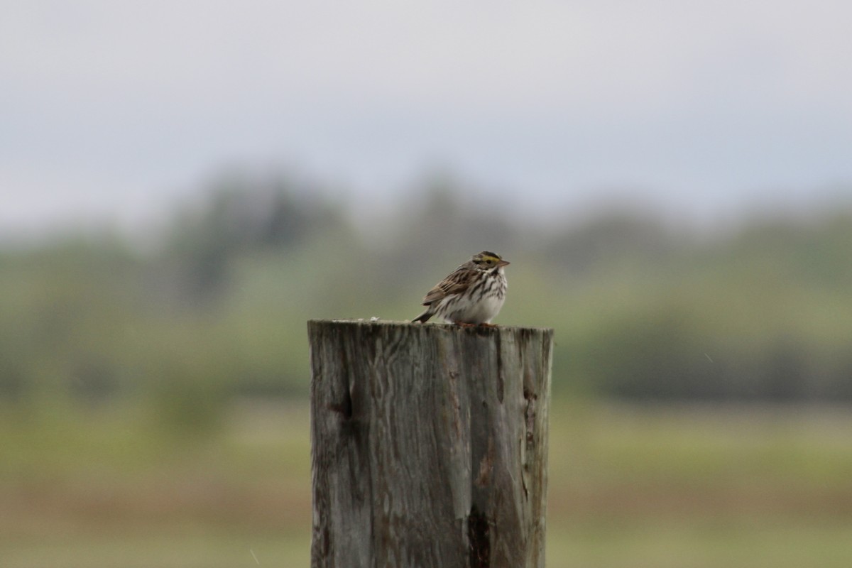 Savannah Sparrow (Savannah) - ML619361530
