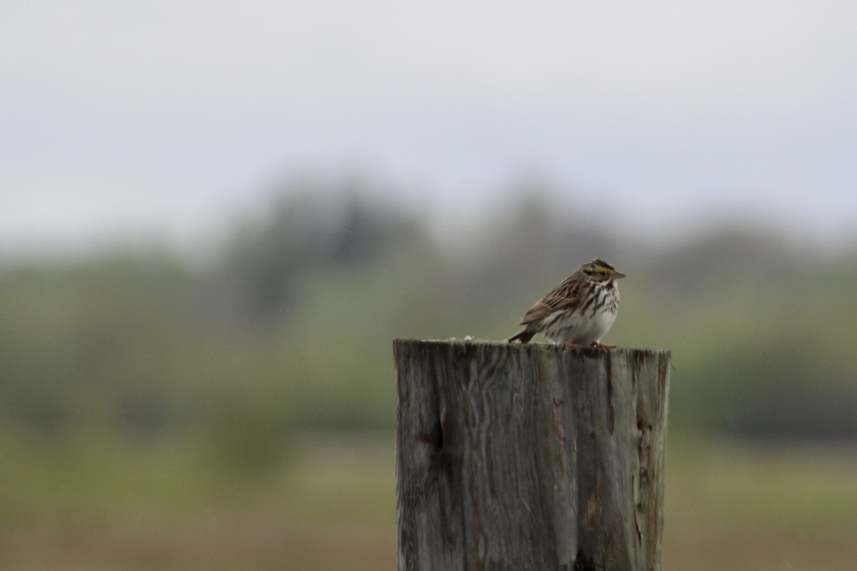 Savannah Sparrow (Savannah) - ML619361531