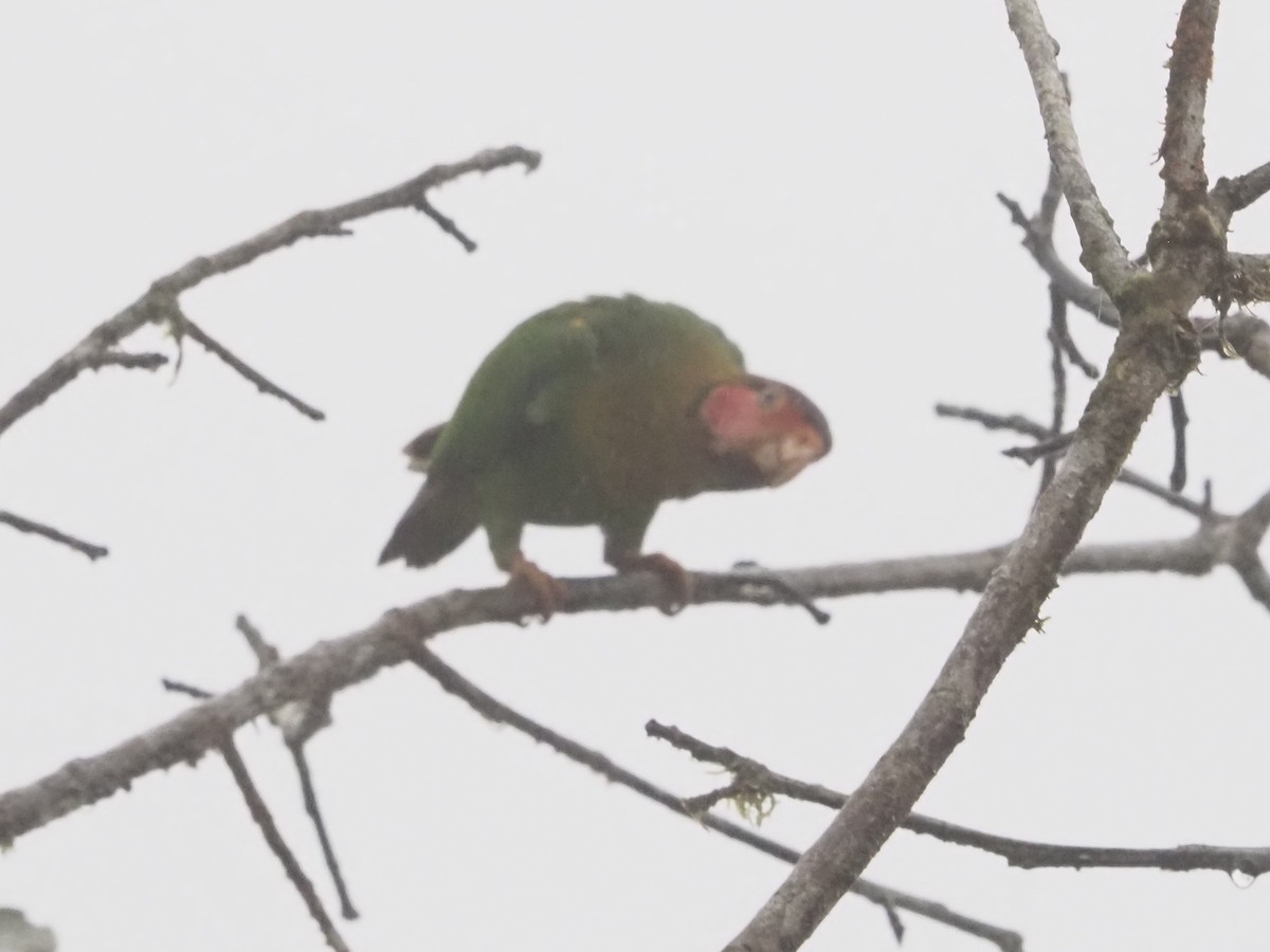 Rose-faced Parrot - ML619361576