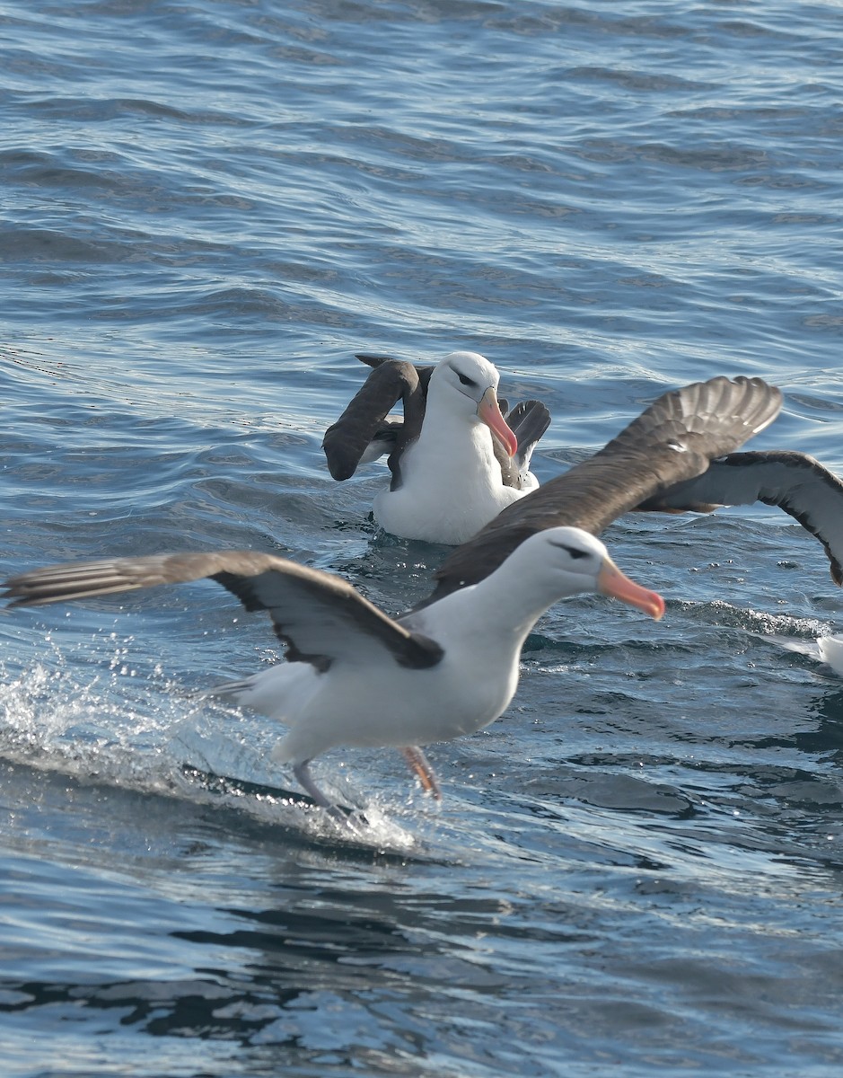 Чернобровый альбатрос - ML619361579