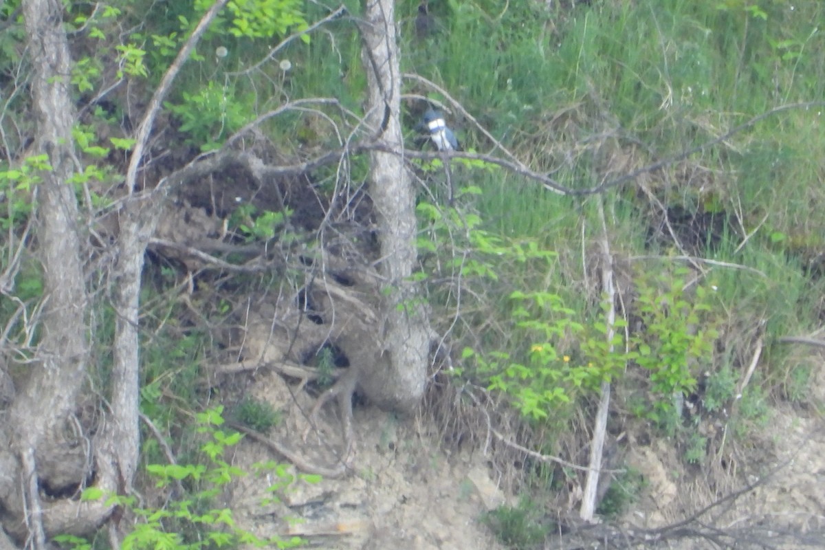 Belted Kingfisher - ML619361593