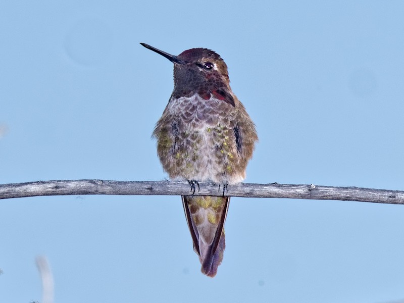 Anna's Hummingbird - ML619361610
