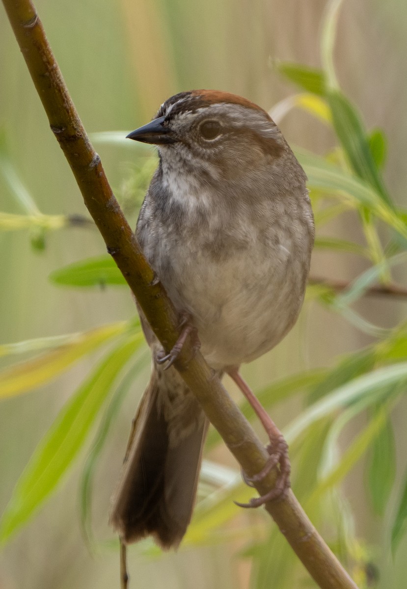 Swamp Sparrow - ML619361614