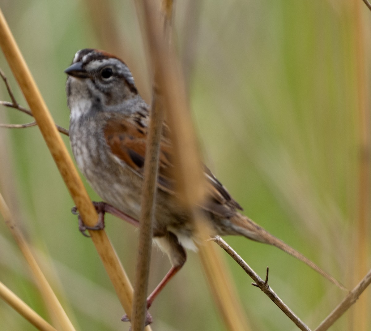 Swamp Sparrow - ML619361625