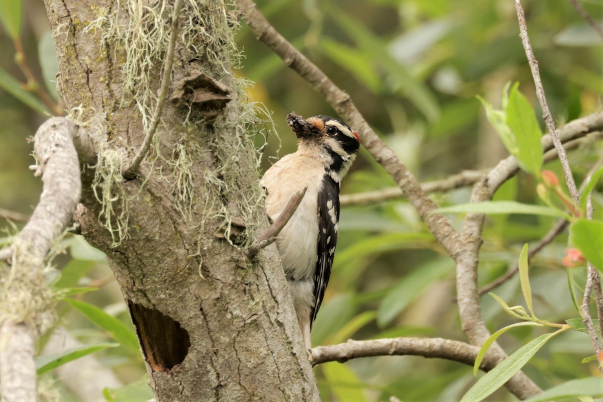 Downy Woodpecker - ML619361632