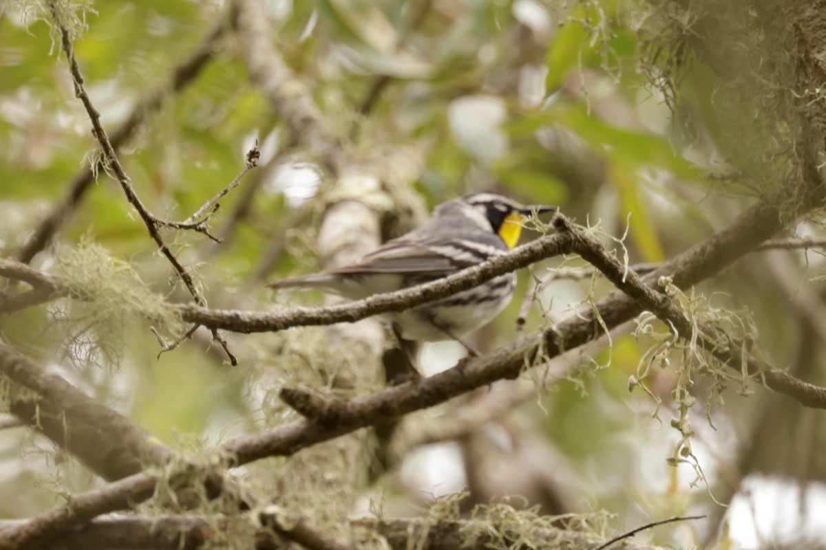 Yellow-throated Warbler - ML619361660