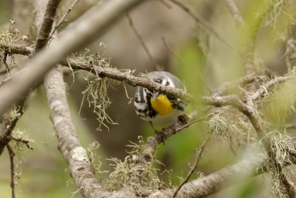 Yellow-throated Warbler - ML619361661