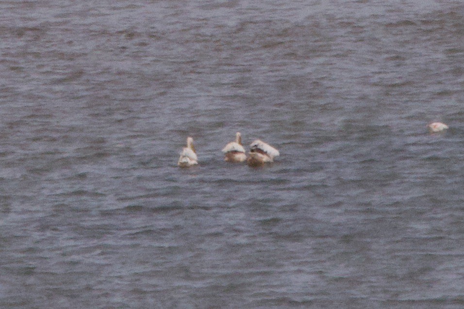 pelikán bílý - ML619361671