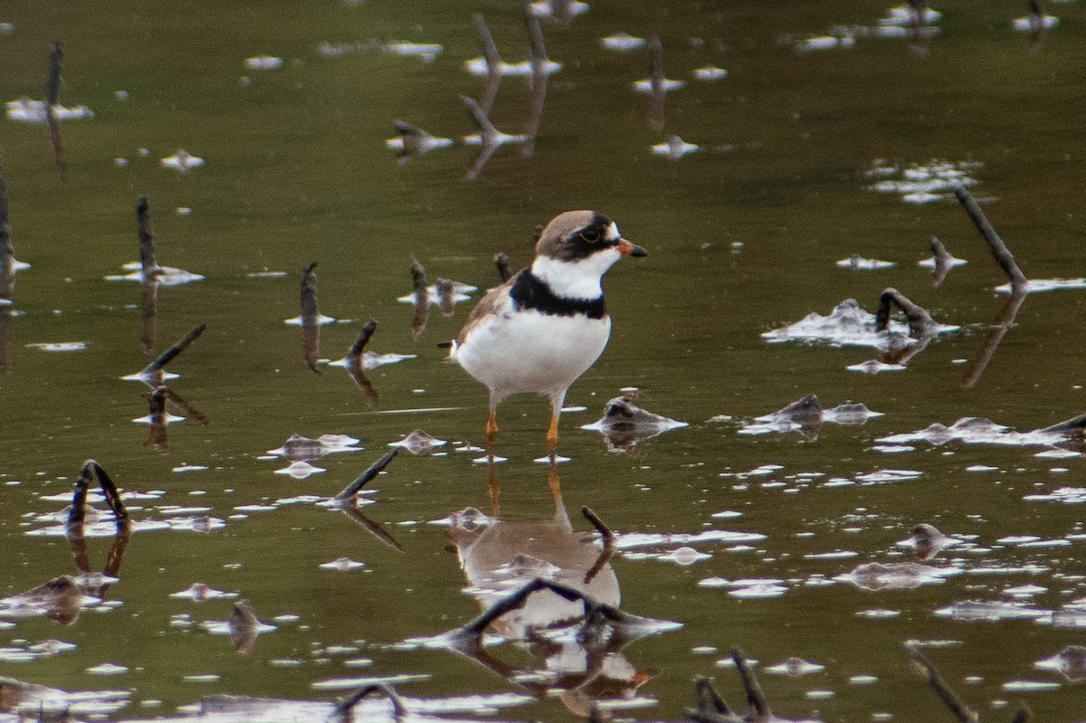 Semipalmated Plover - ML619361708