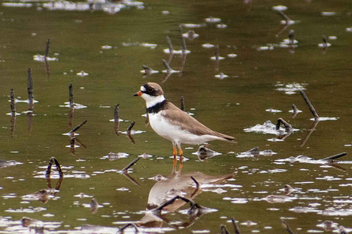 Semipalmated Plover - ML619361709