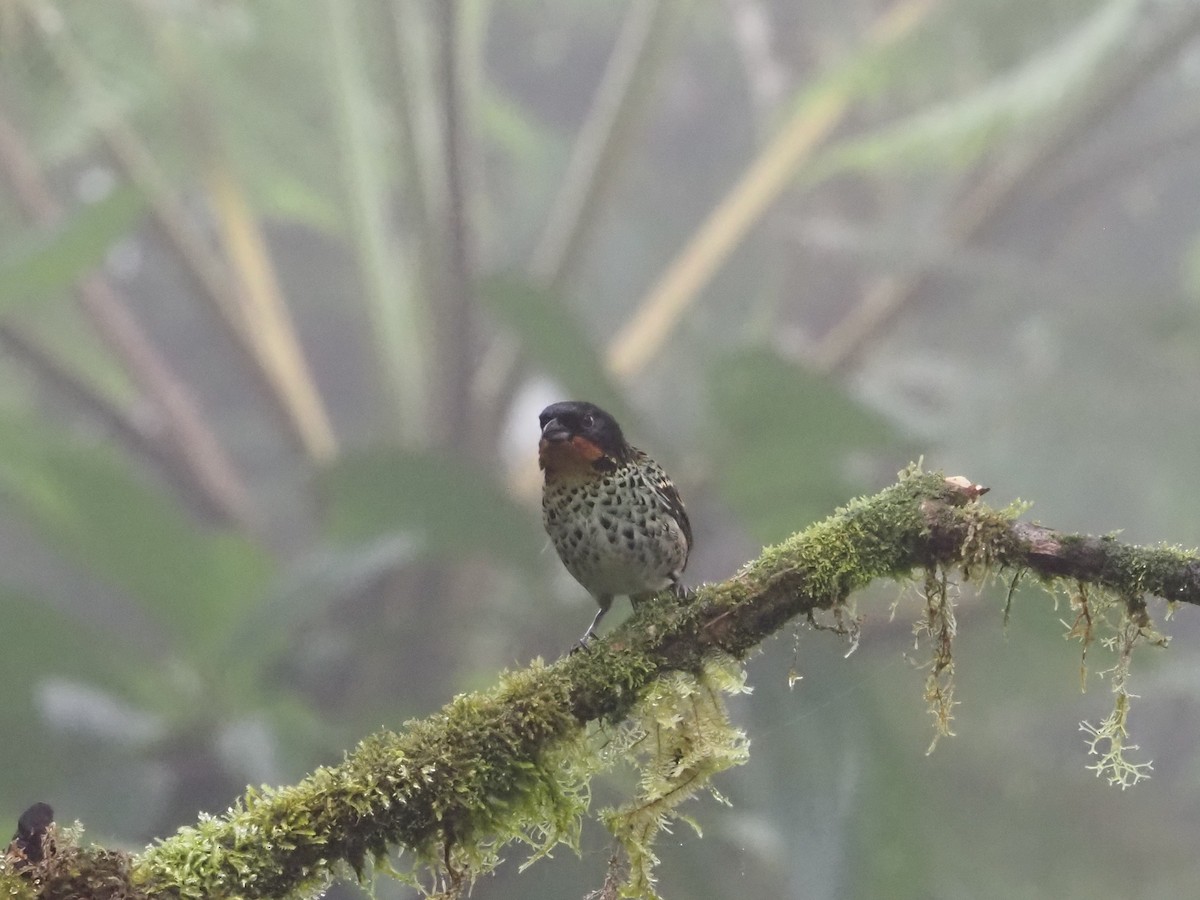 Rufous-throated Tanager - ML619361732