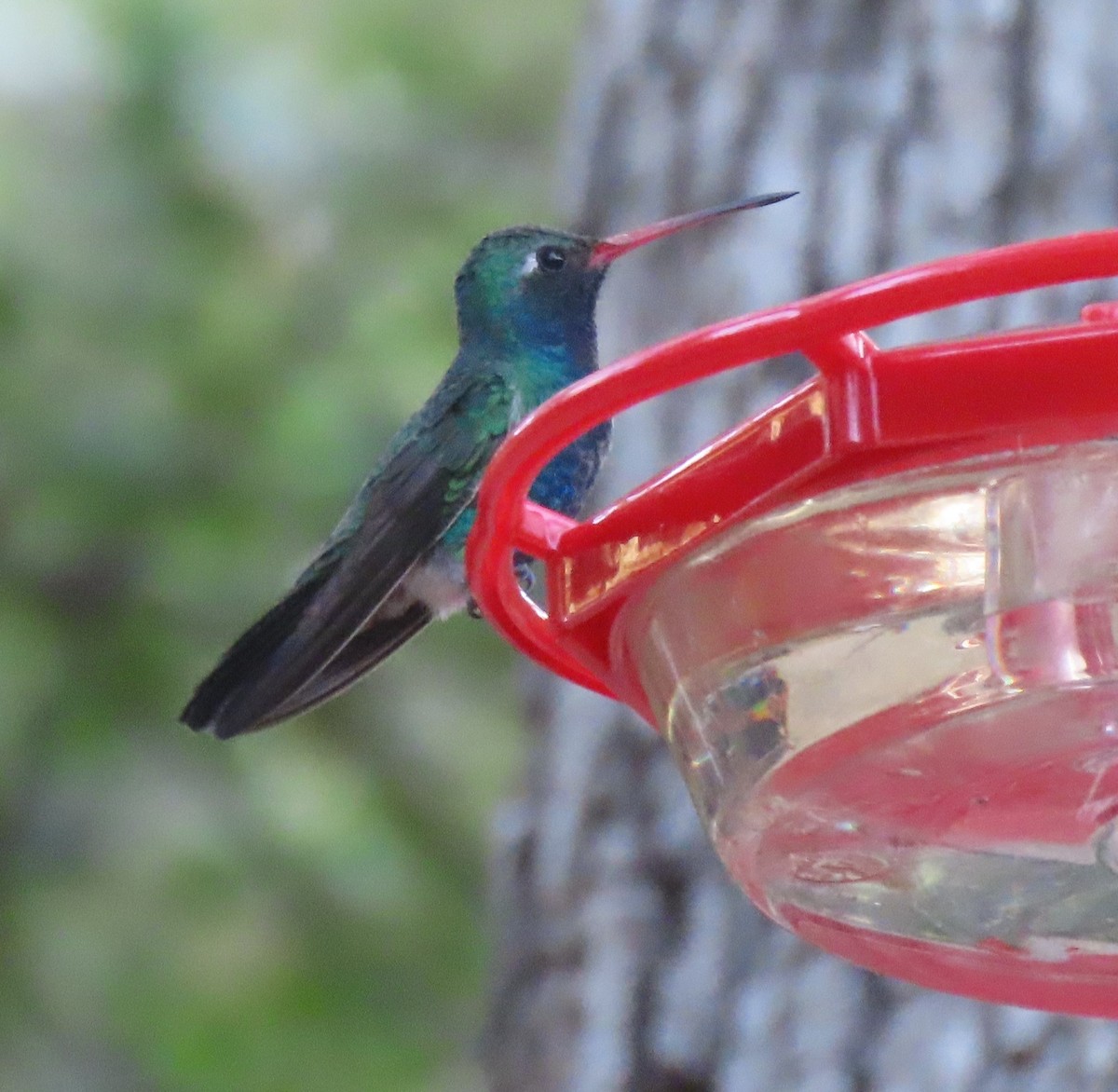 Broad-billed Hummingbird - ML619361751