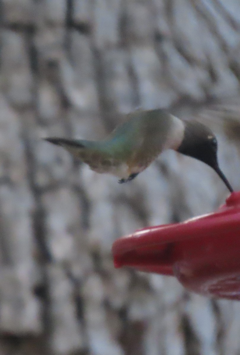 Anna's Hummingbird - ML619361775