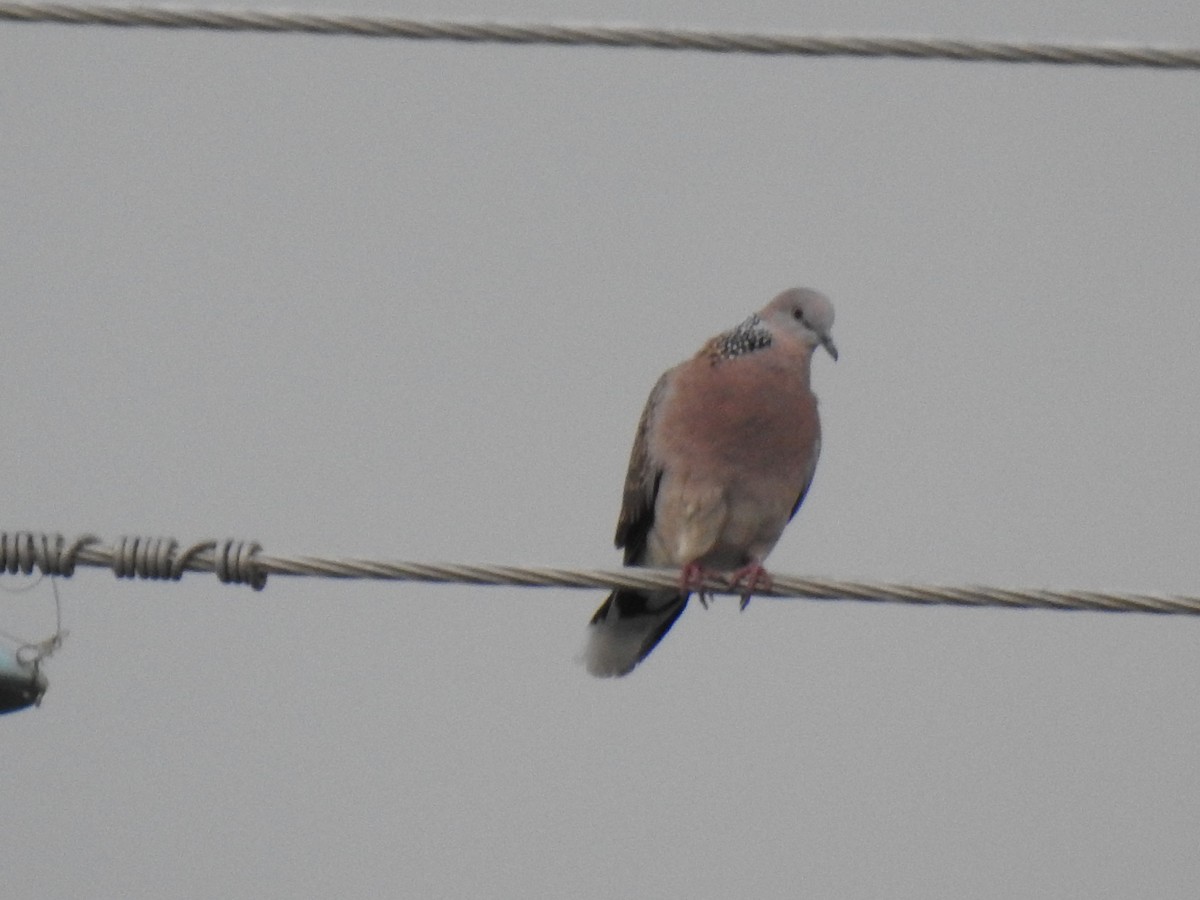 Spotted Dove - ML619361839