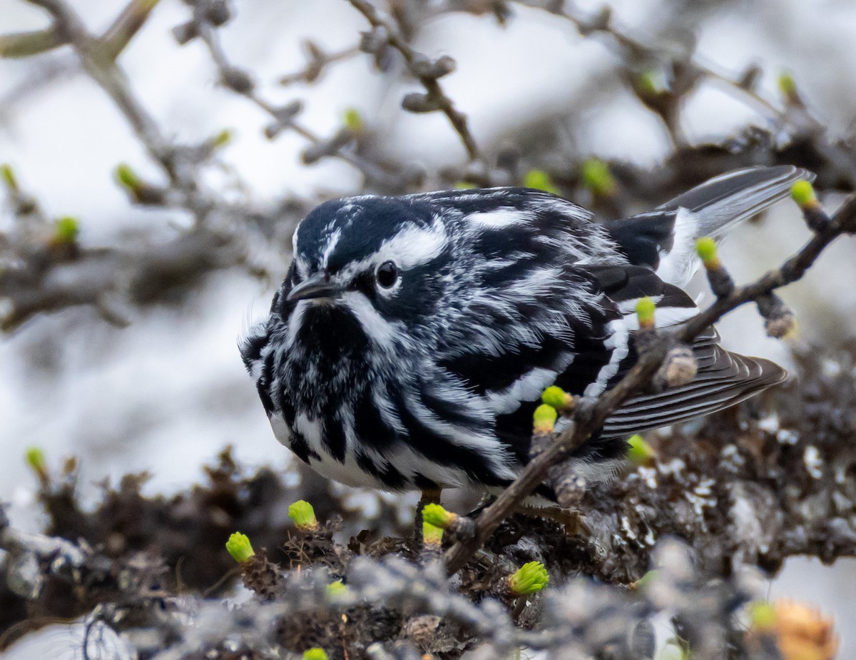 Black-and-white Warbler - ML619361877