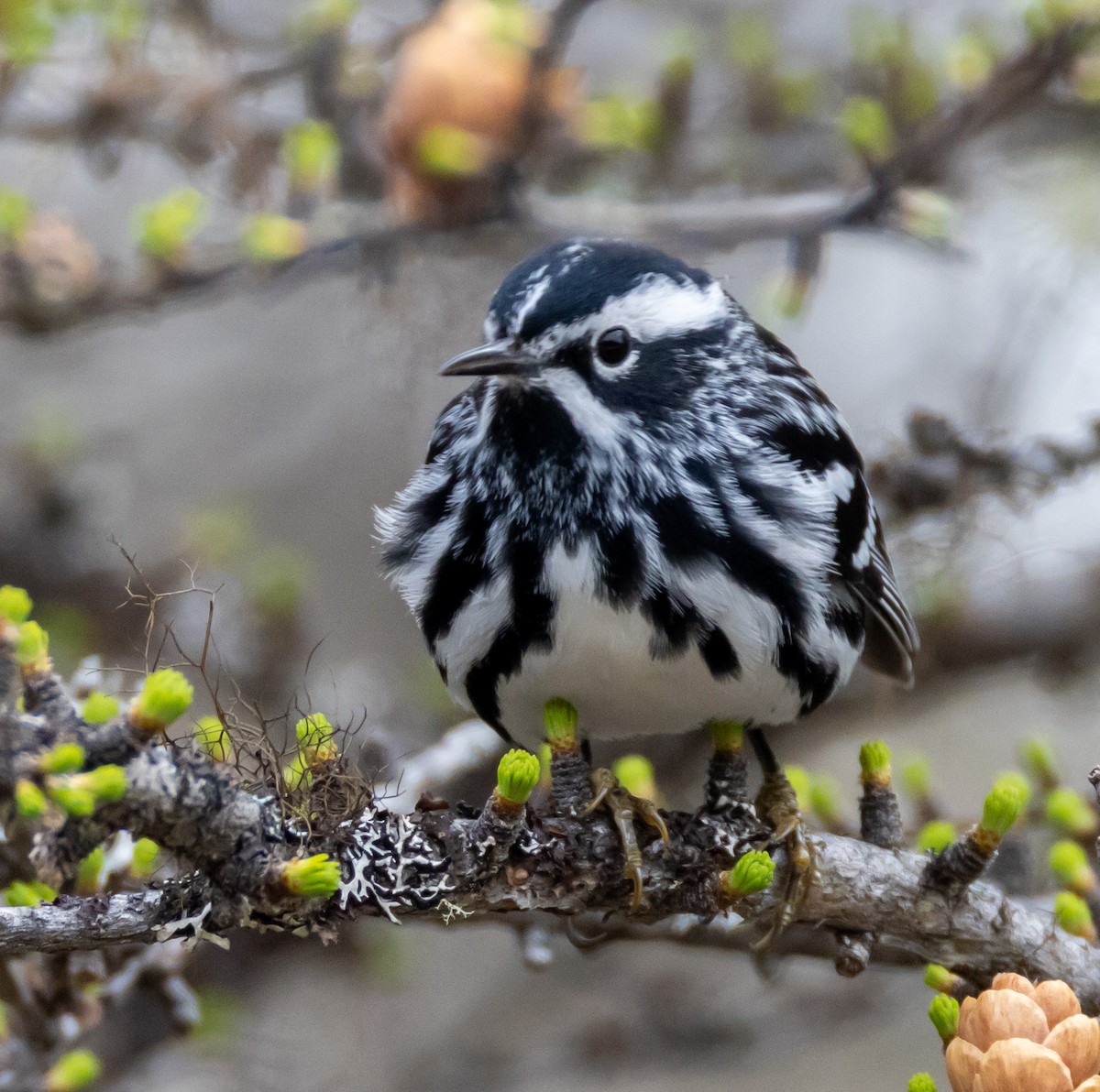 Black-and-white Warbler - ML619361878