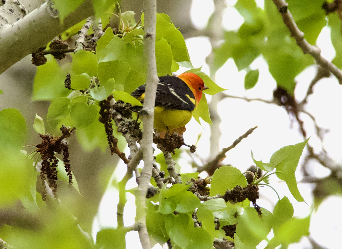 Western Tanager - ML619361879