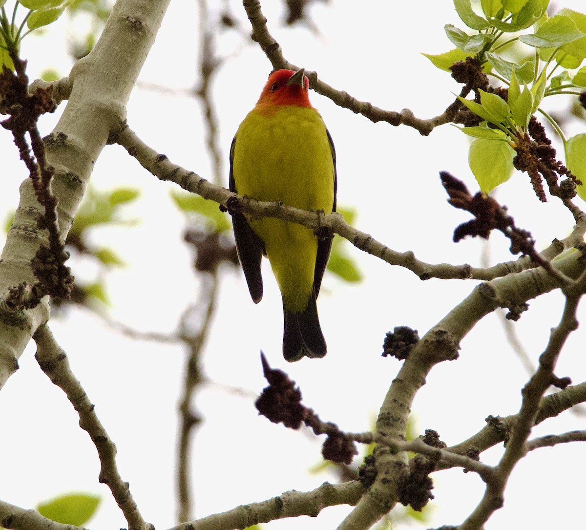 Western Tanager - ML619361880