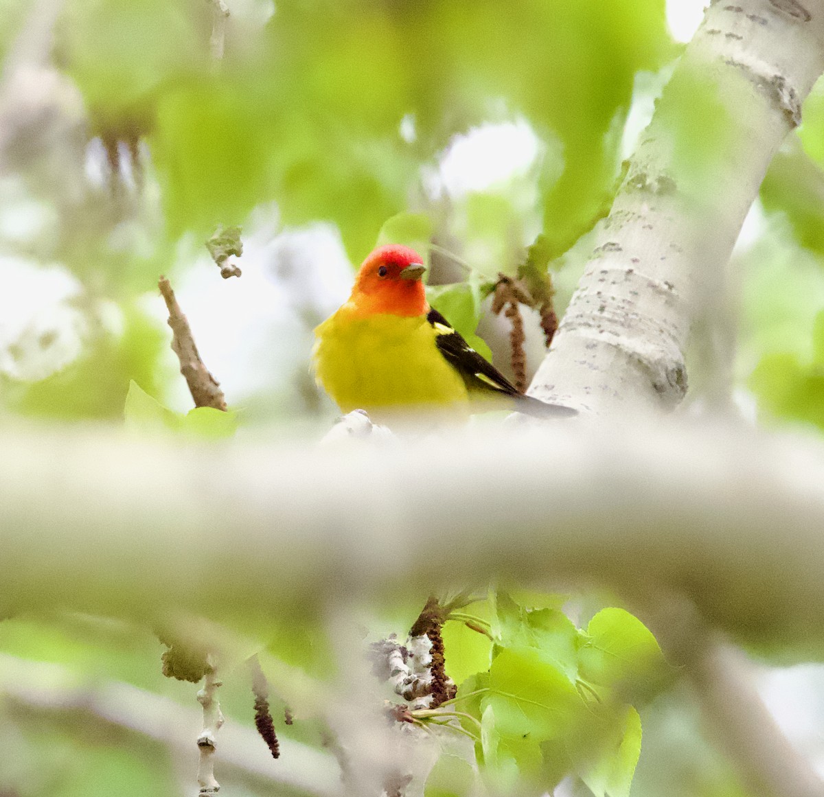 Western Tanager - ML619361881