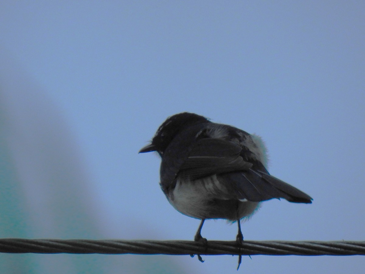 Willie-wagtail - ML619361893