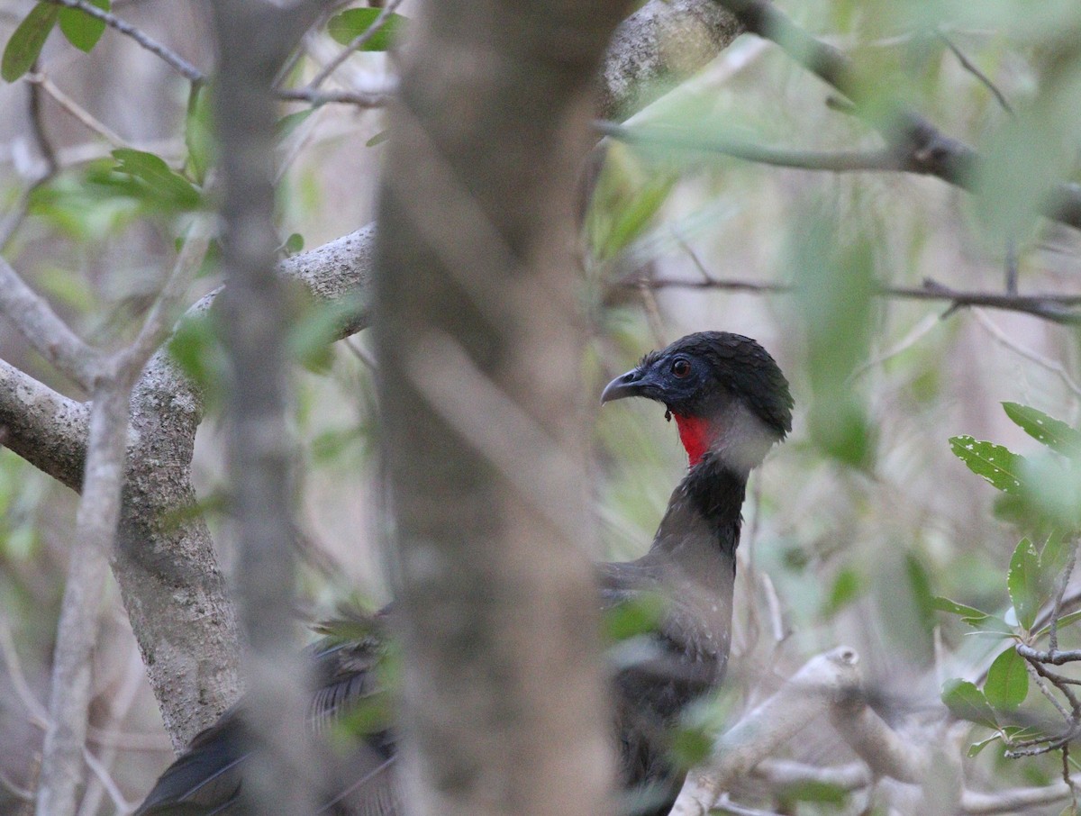Crested Guan - ML619361969