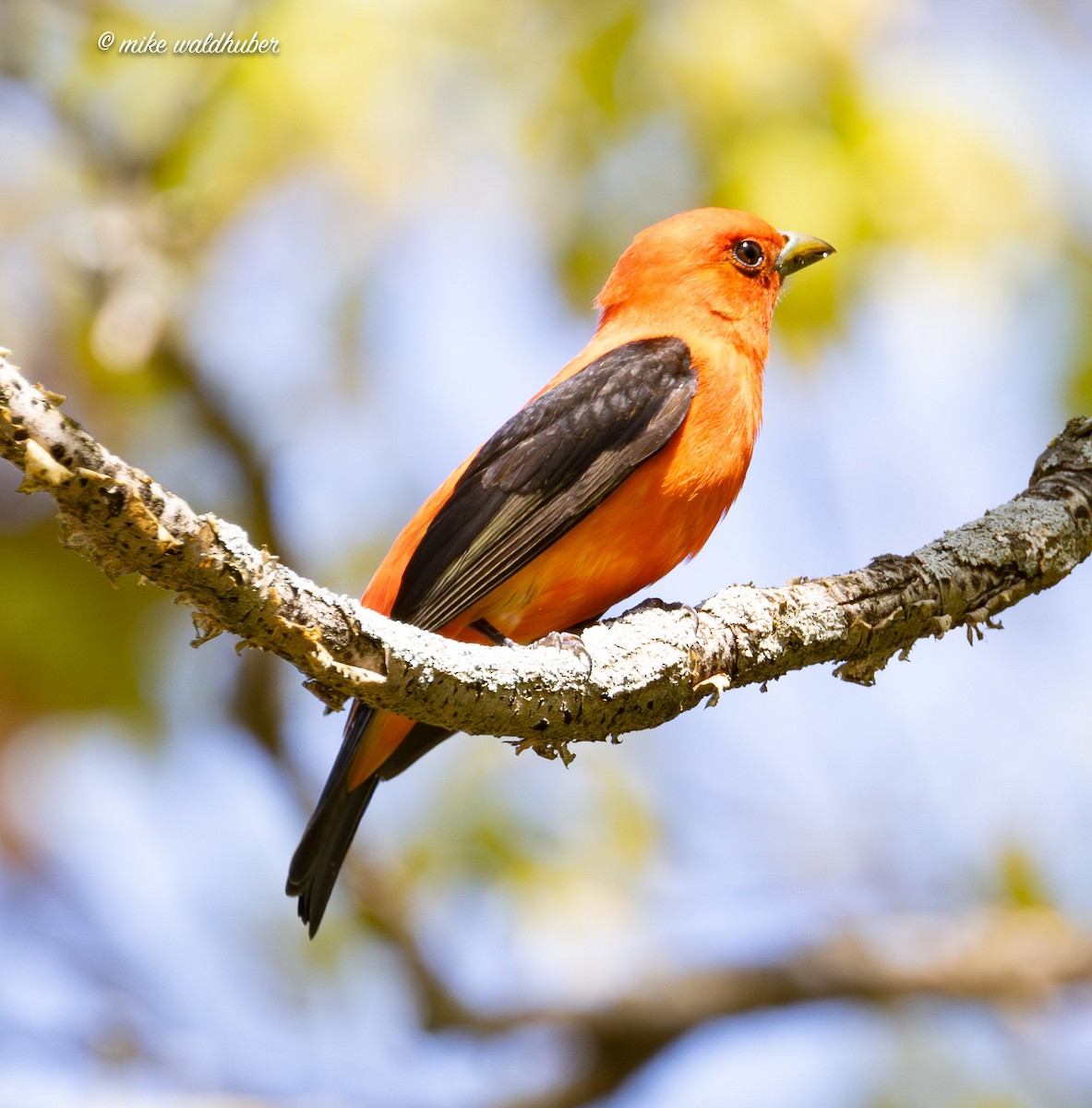 Scarlet Tanager - ML619361988