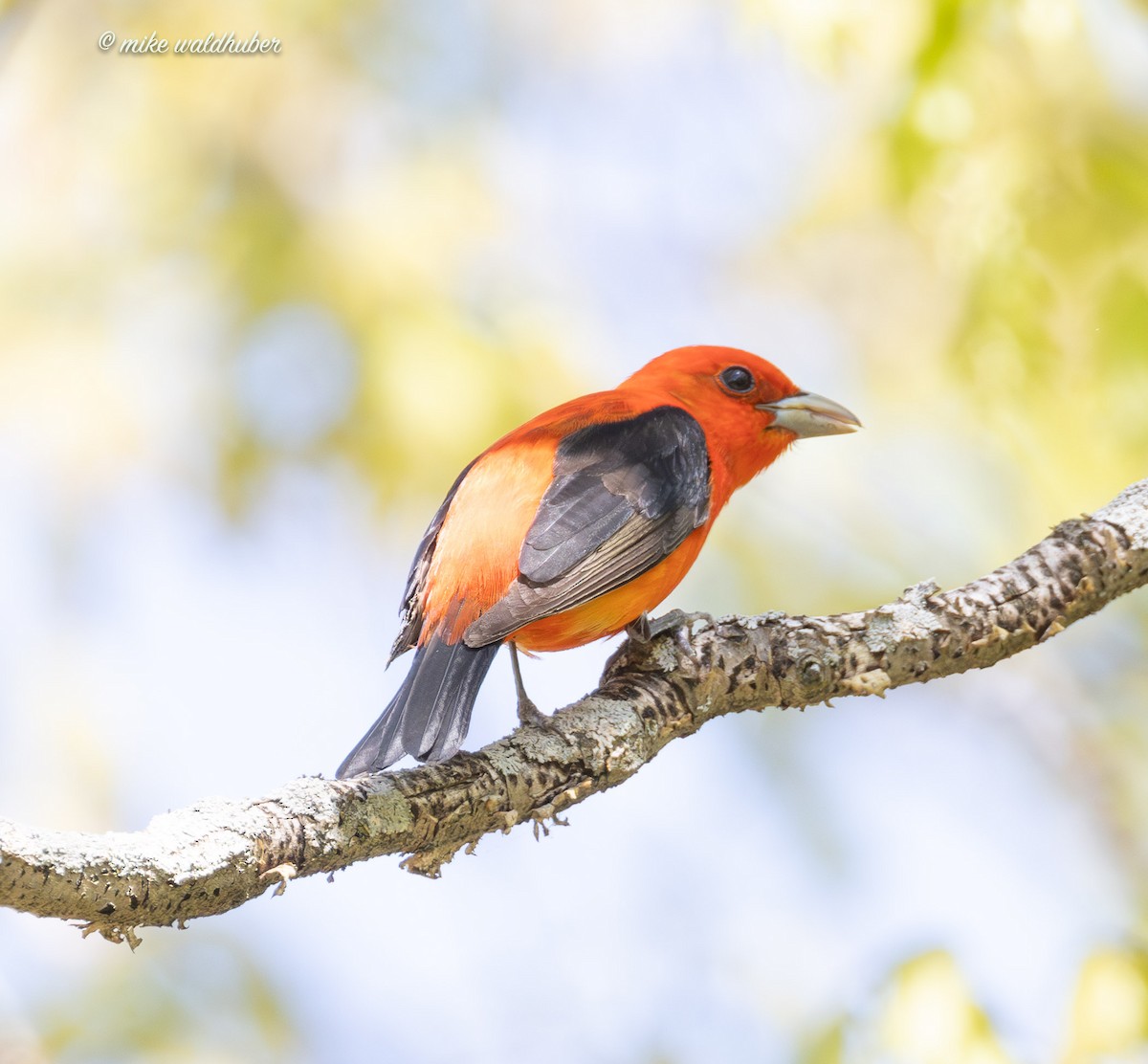 Scarlet Tanager - ML619361989
