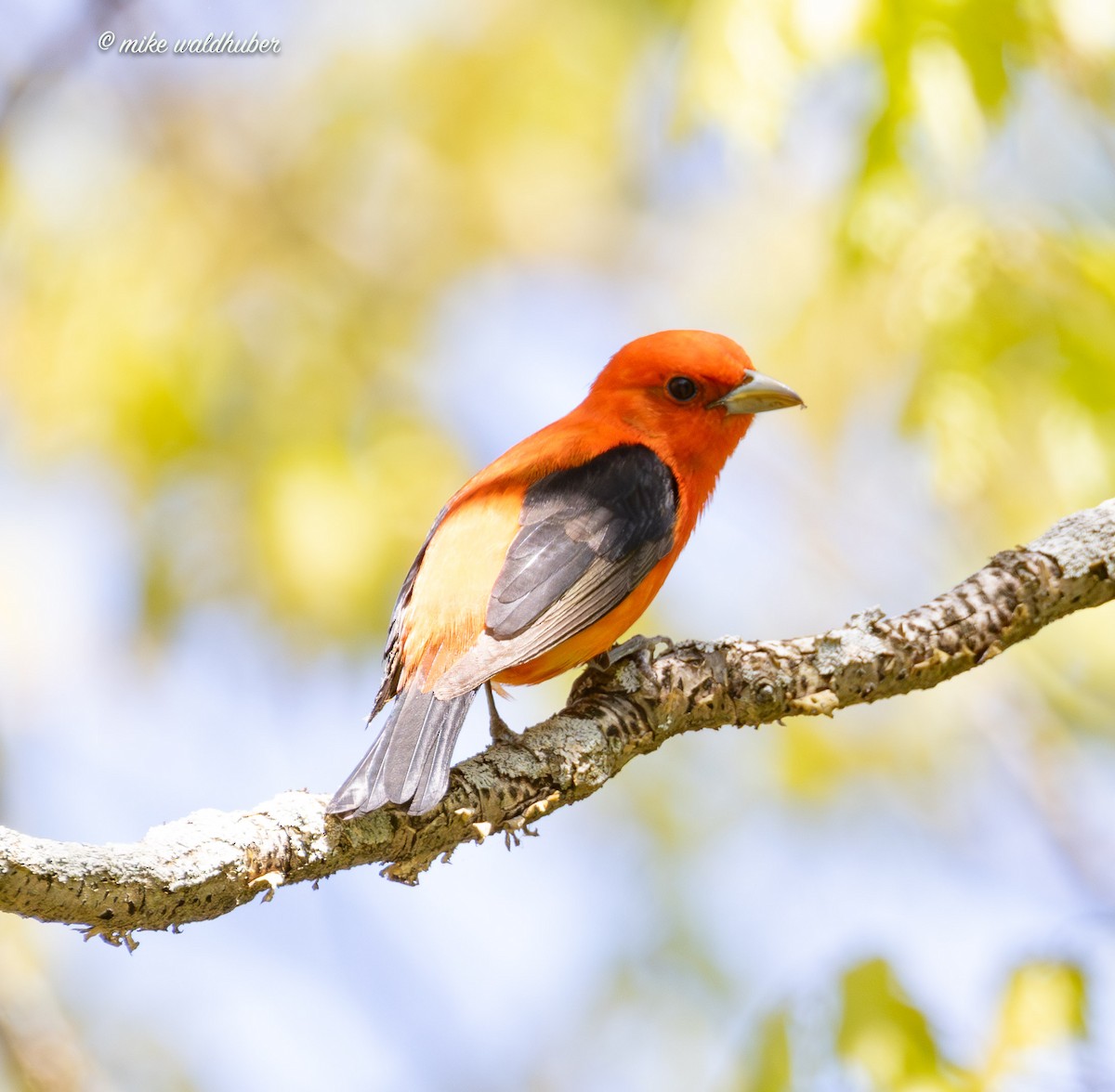 Scarlet Tanager - ML619361990