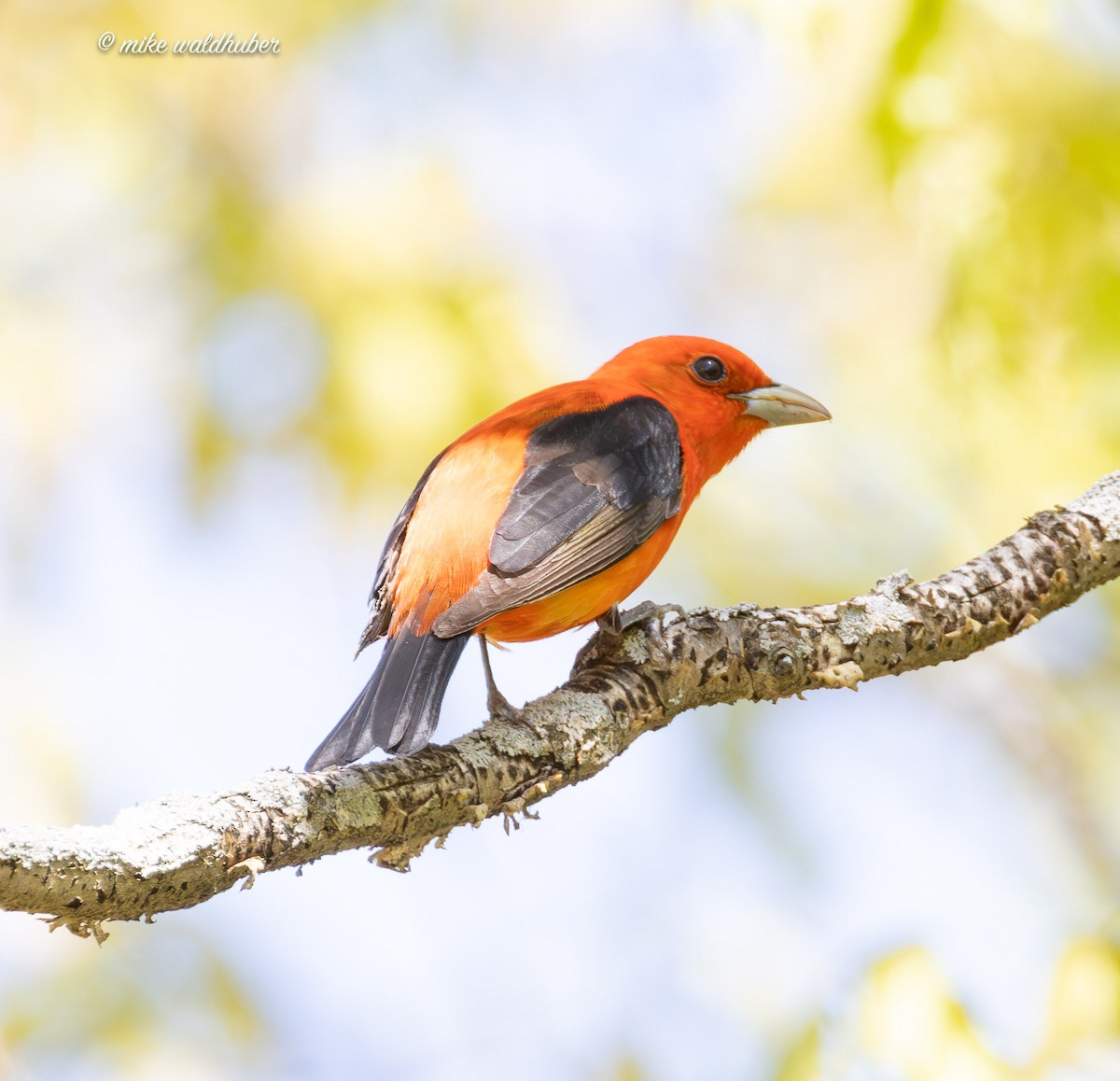 Scarlet Tanager - ML619361991