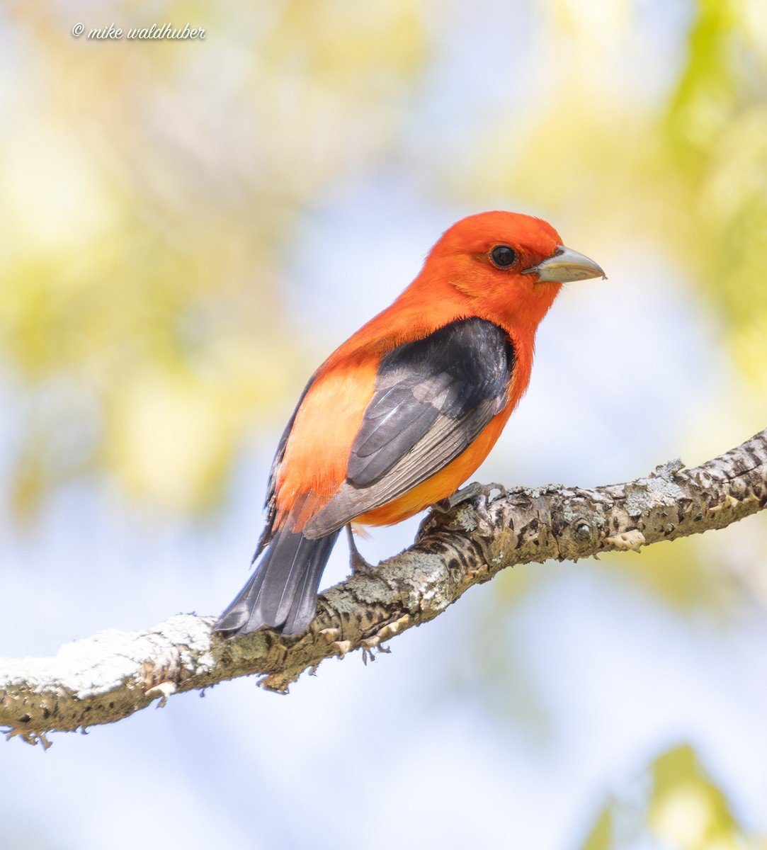 Scarlet Tanager - ML619361992