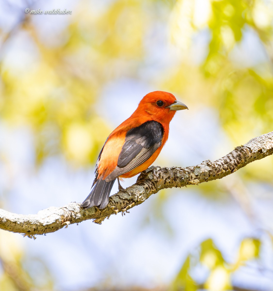 Scarlet Tanager - ML619361993