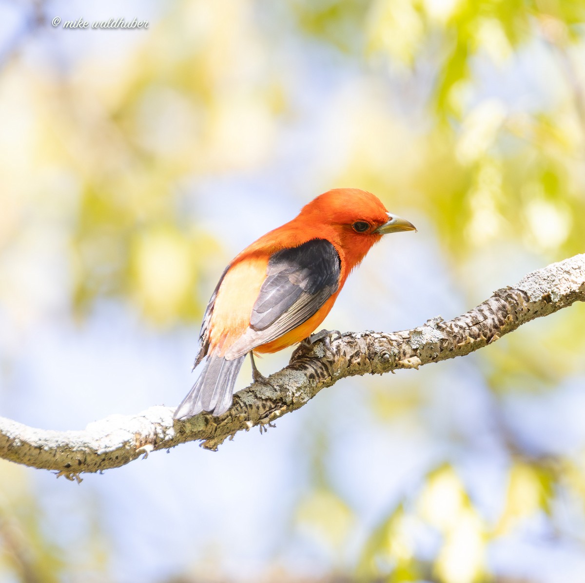 Scarlet Tanager - ML619361994