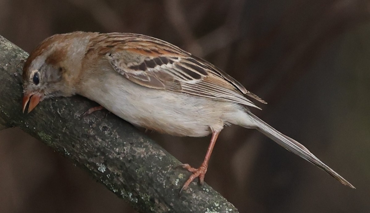 Field Sparrow - ML619362011