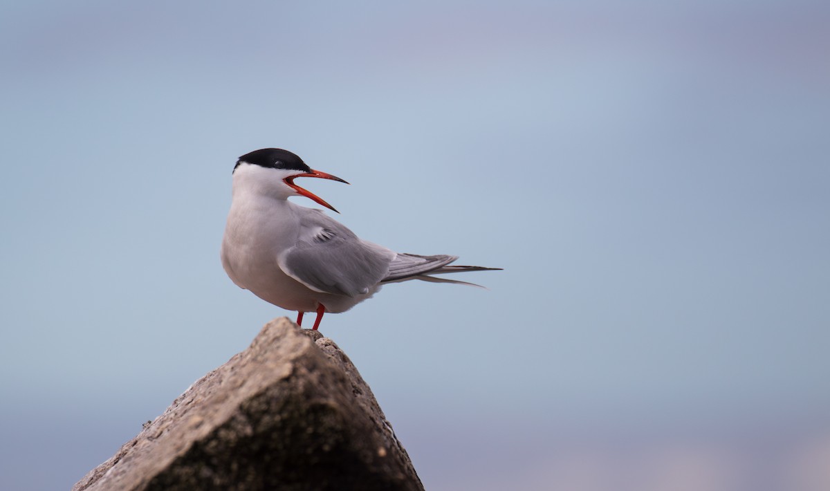 Common Tern - ML619362047