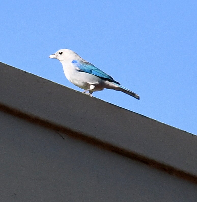 Blue-gray Tanager - ML619362074