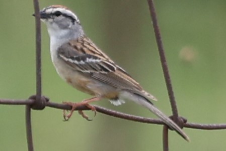 Chipping Sparrow - ML619362159