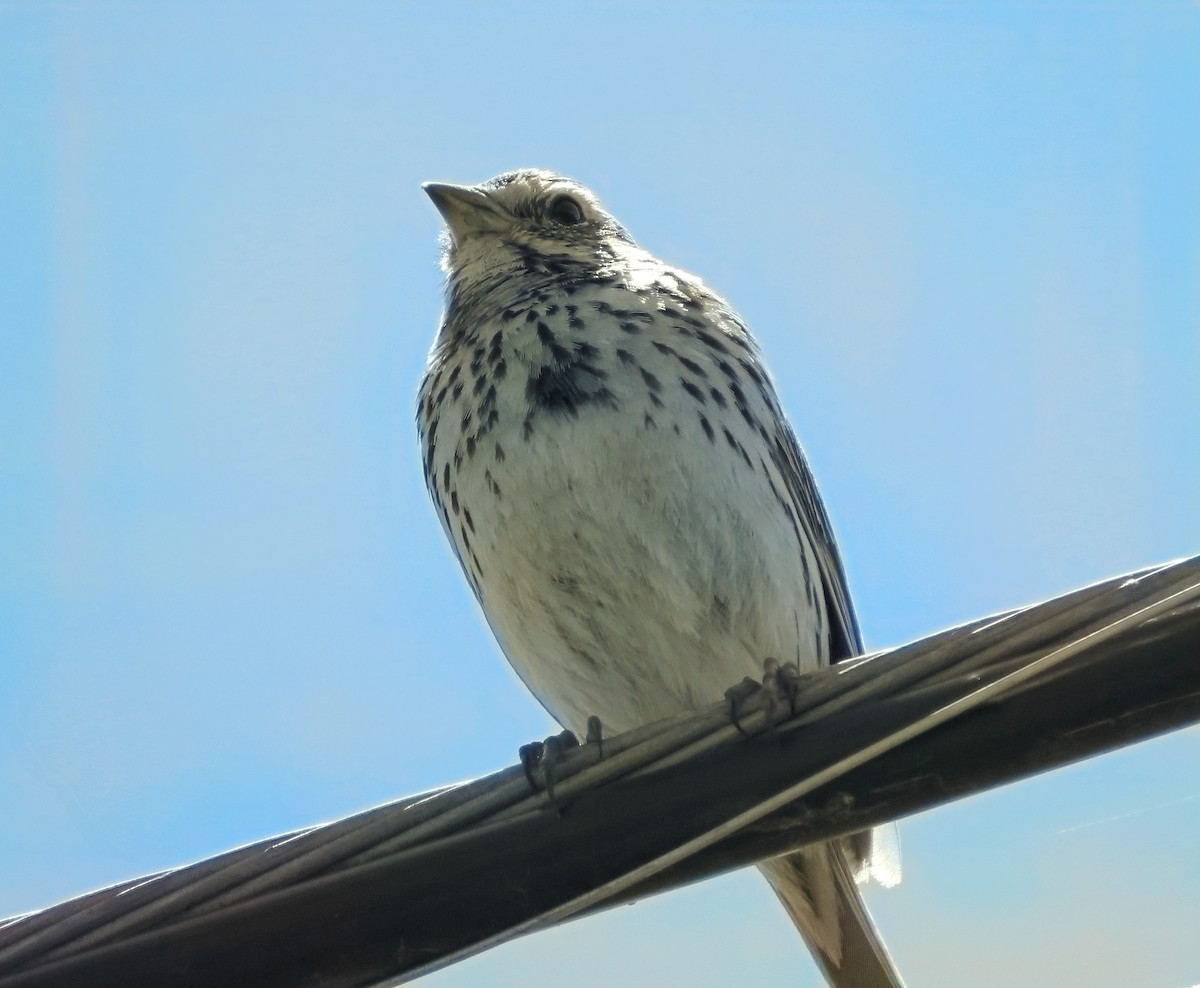 Savannah Sparrow - ML619362202
