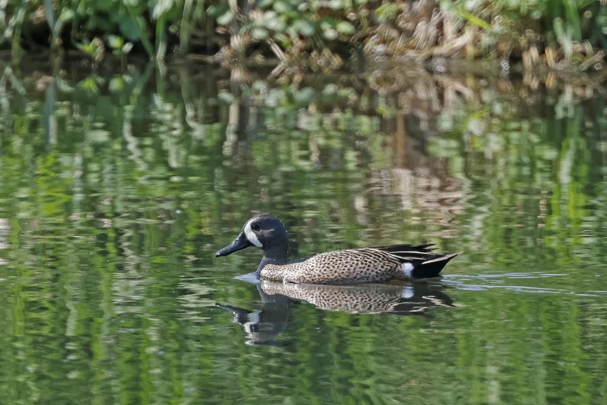 Blue-winged Teal - ML619362208