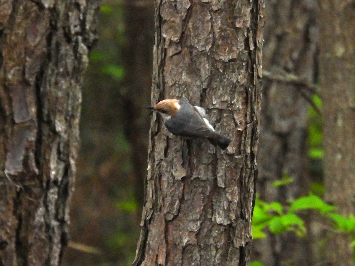 Brown-headed Nuthatch - ML619362218