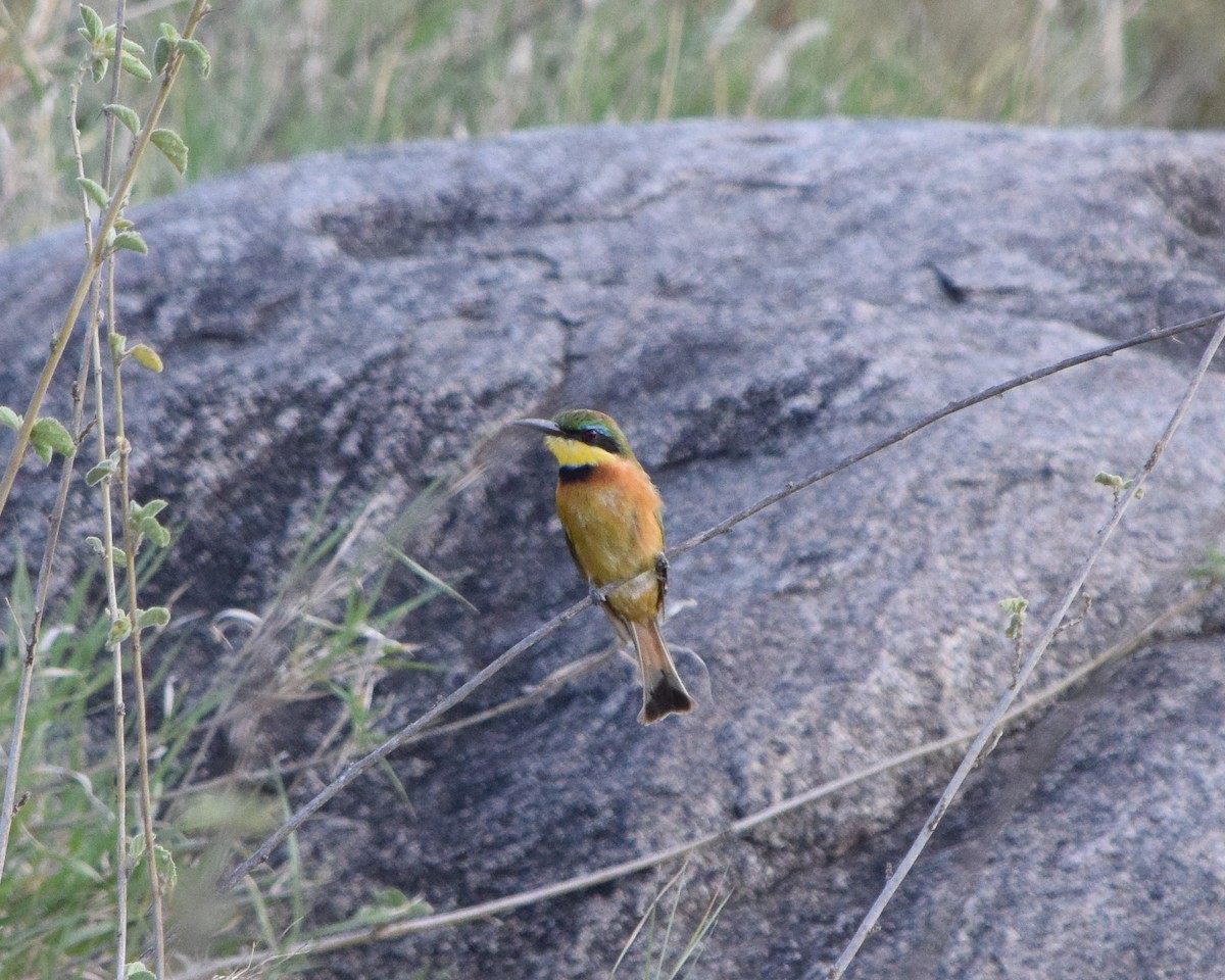 Little Bee-eater - ML619362253