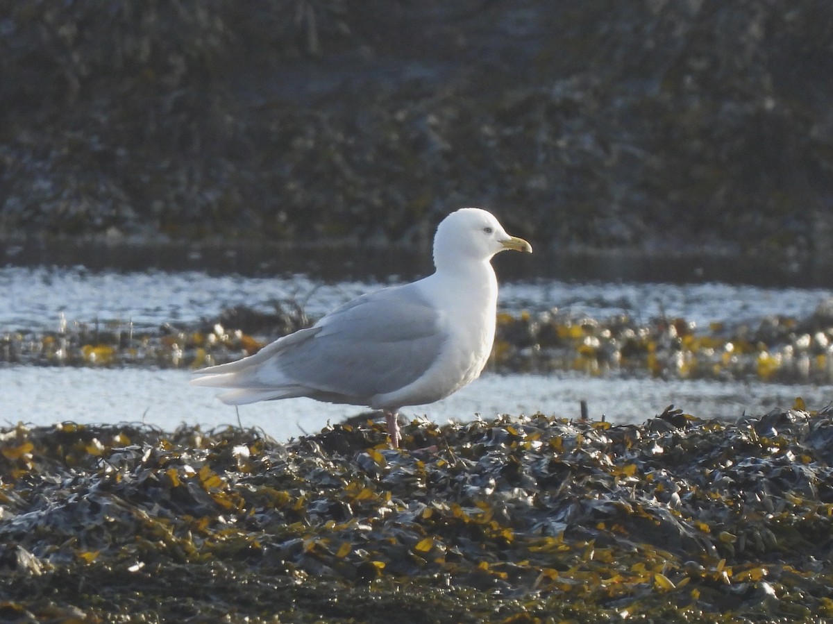 Iceland Gull (glaucoides) - ML619362257