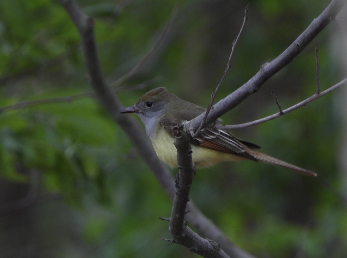 Great Crested Flycatcher - ML619362311