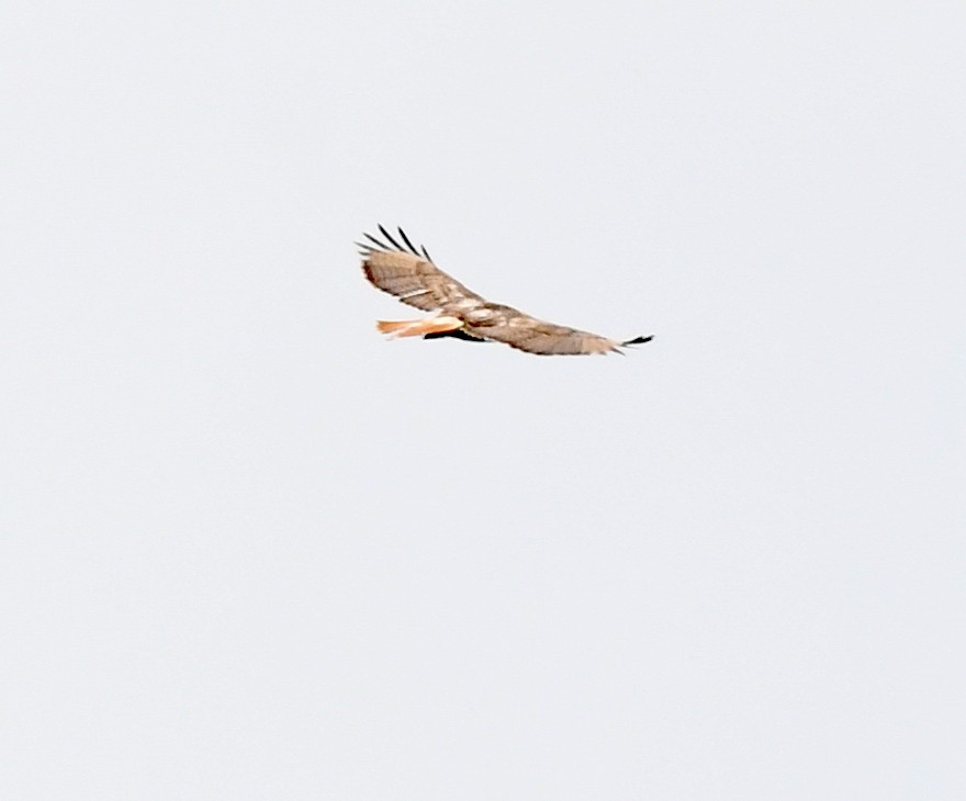 Red-tailed Hawk - ML619362322