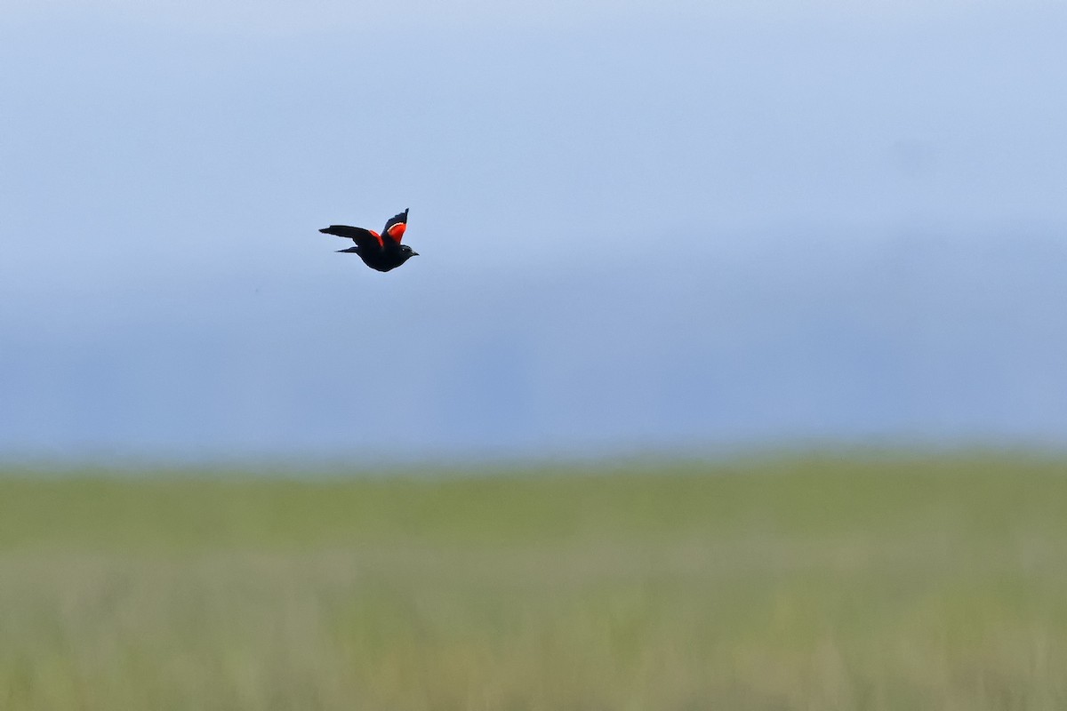 Red-winged Blackbird - ML619362407