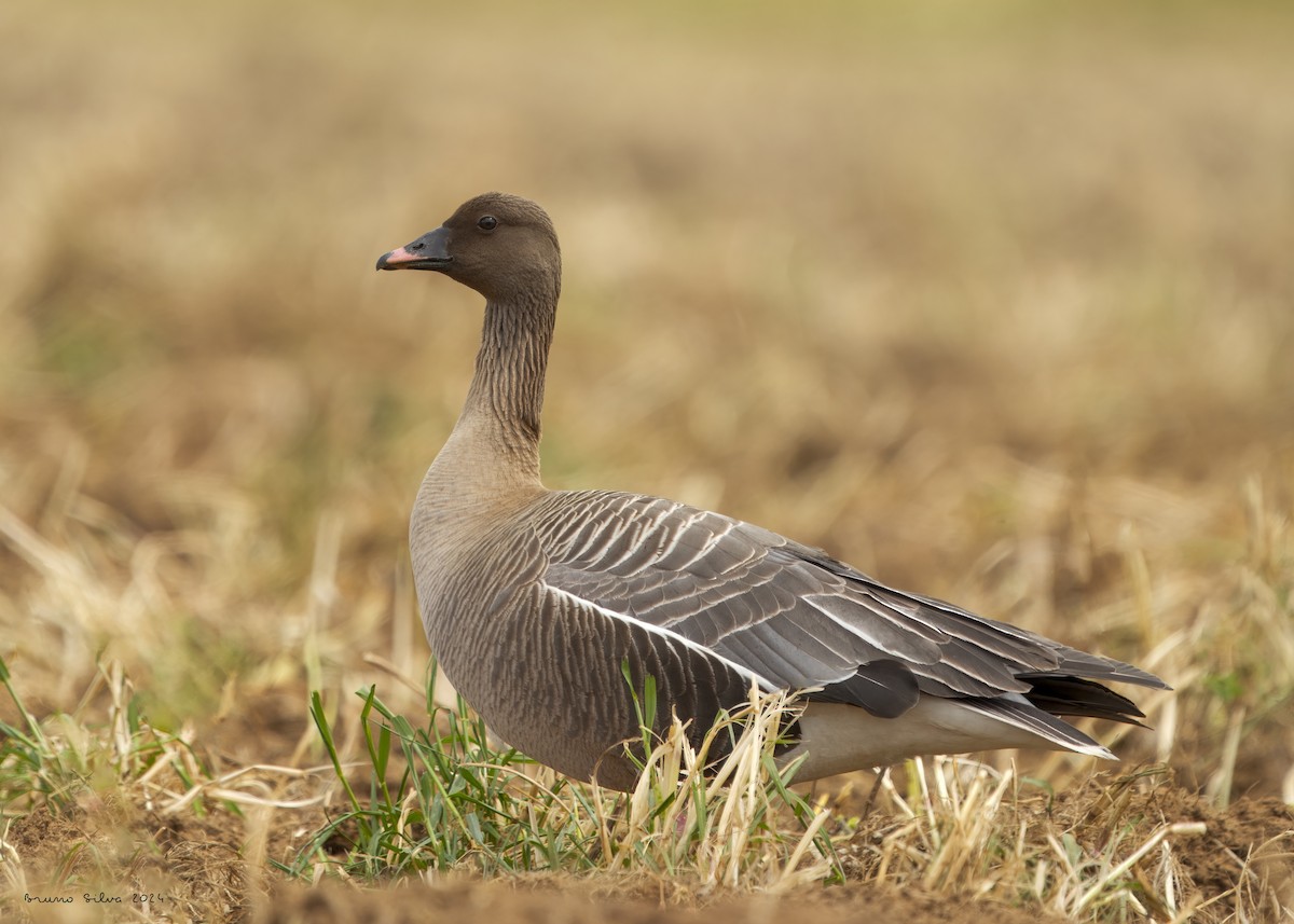 Pink-footed Goose - ML619362410