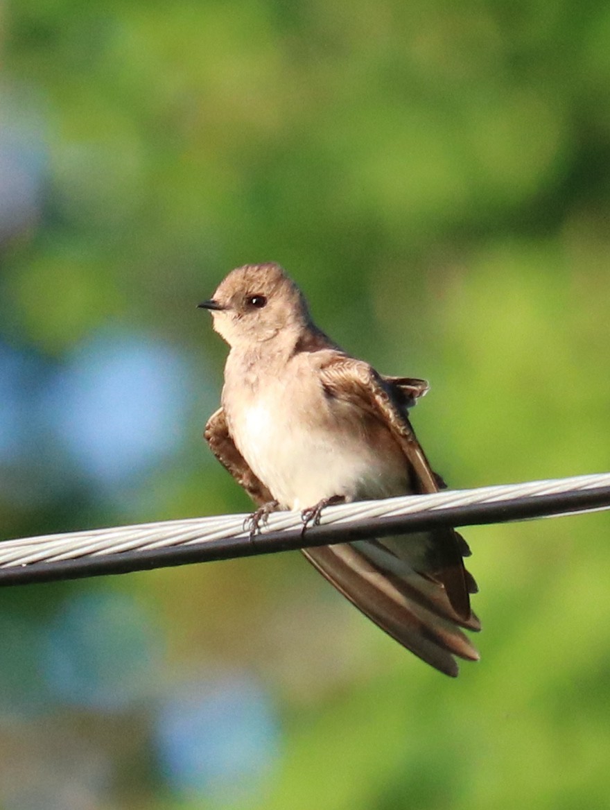 Northern Rough-winged Swallow - ML619362419