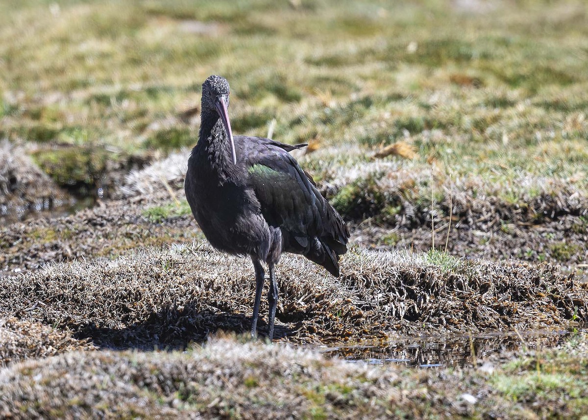 ibis andský - ML619362453