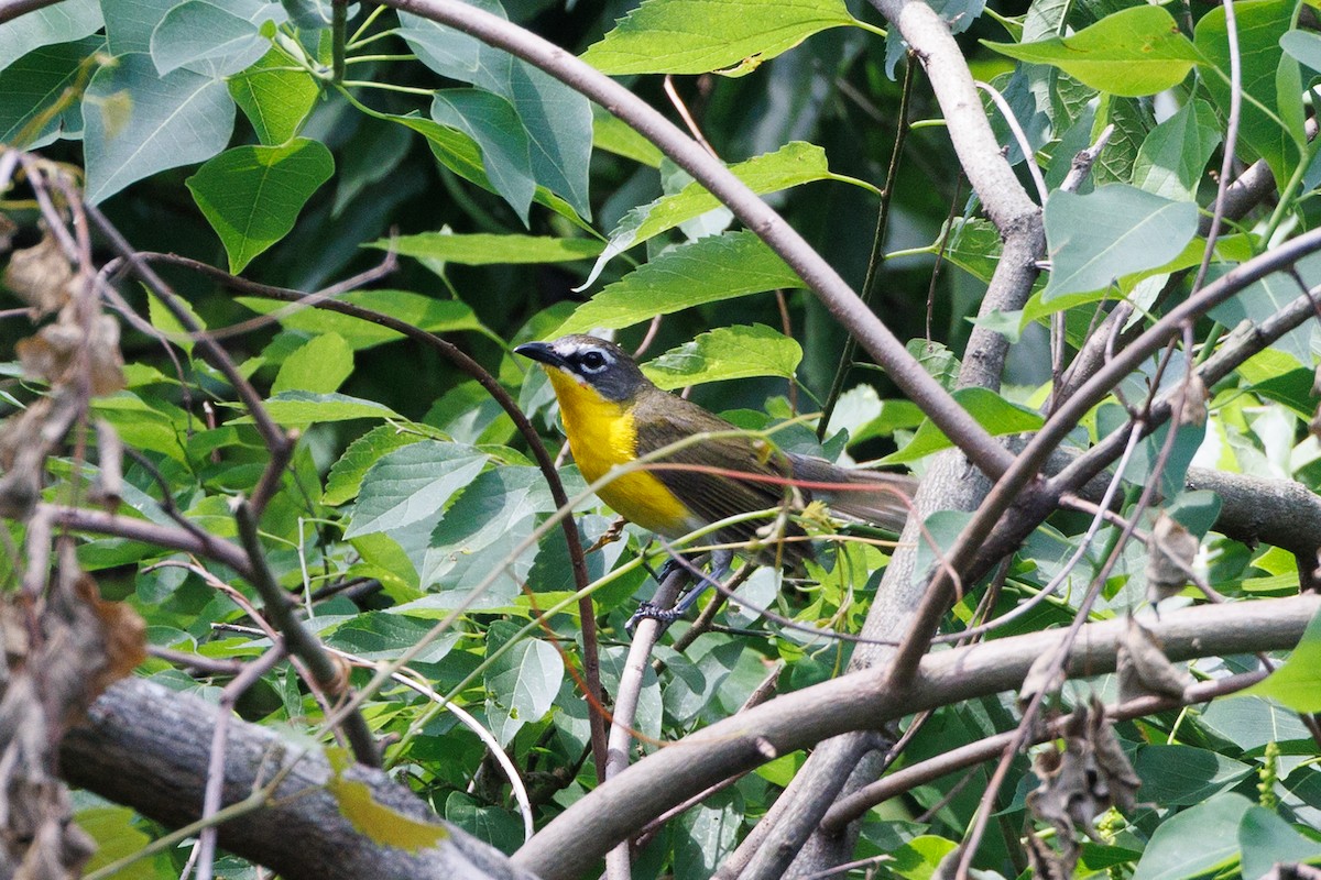 Yellow-breasted Chat - ML619362467