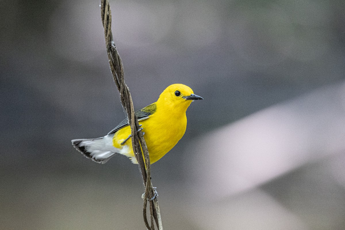 Prothonotary Warbler - ML619362484